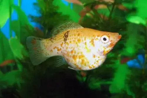 Dấu Hiệu Ngoại Hình