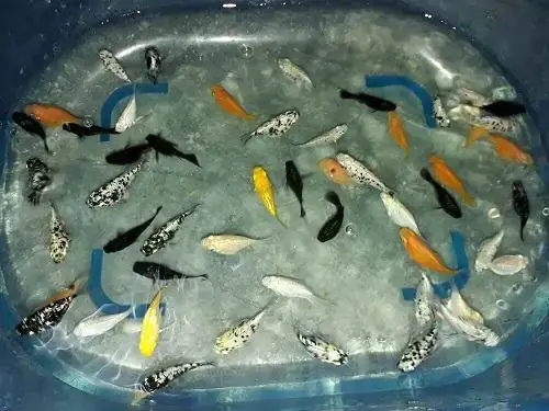 Thức Ăn Dành Cho Cá Con