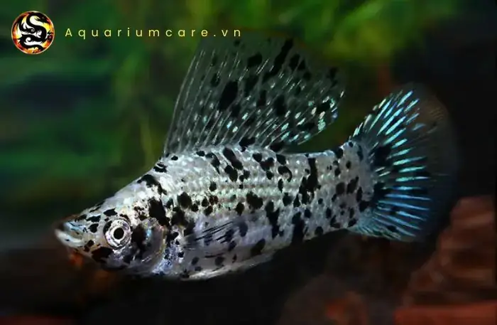 Dinh Dưỡng Và Chế Độ Ăn Của Cá Trân Châu Đỏ