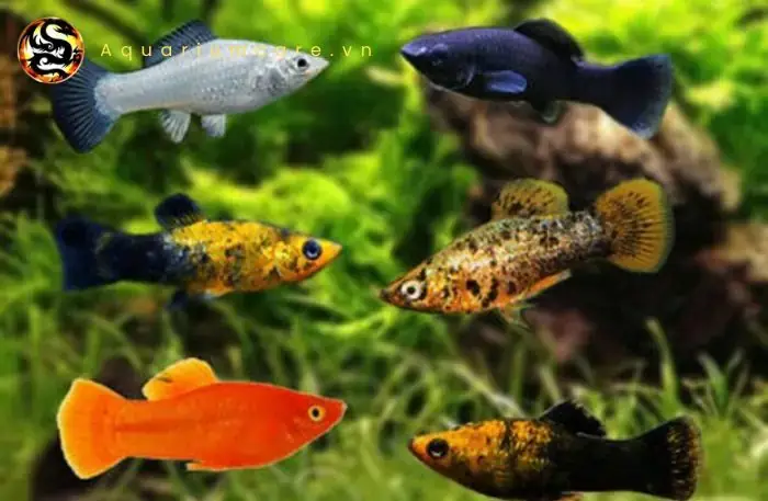 Môi Trường Sống Lý Tưởng Cho Cá Trân Châu Đỏ Trong Bể Cá