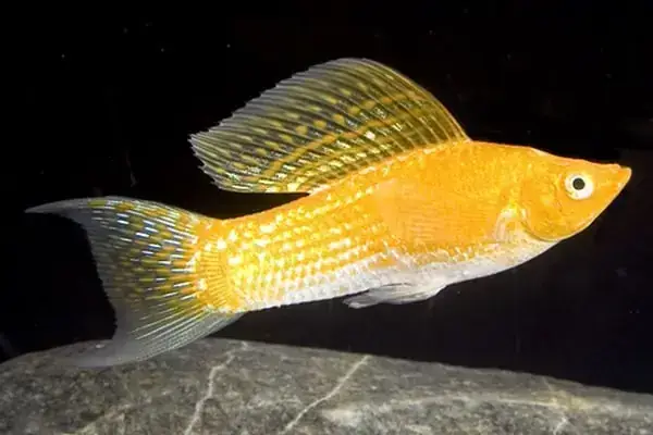 Những Loài Nên Tránh