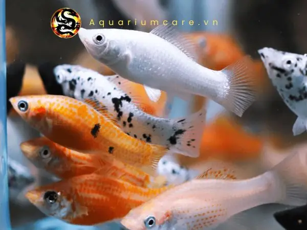 Cá Trân Châu Hoàng Kim: Bí Mật Của Loài Cá Cảnh Nhỏ 'lạ Mà Quen' Trong Thế Giới Thủy Sinh