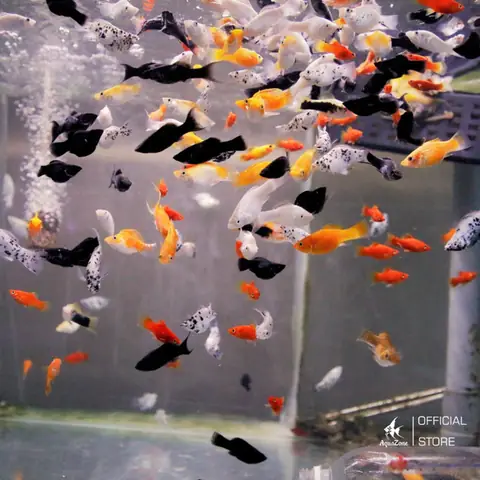 Cá Trân Châu Trắng: Hải Sản Quý Giá Trị, Thịt Ngọt Săn Chắc