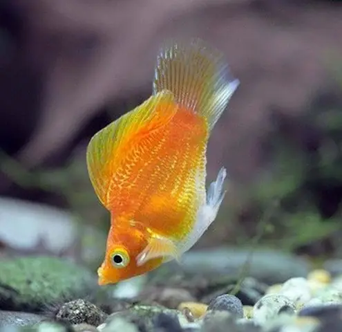 Cá Trân Châu Vàng: Loài Cá Cảnh Quí Phái Và Cách Chăm Sóc Hoàn Hảo