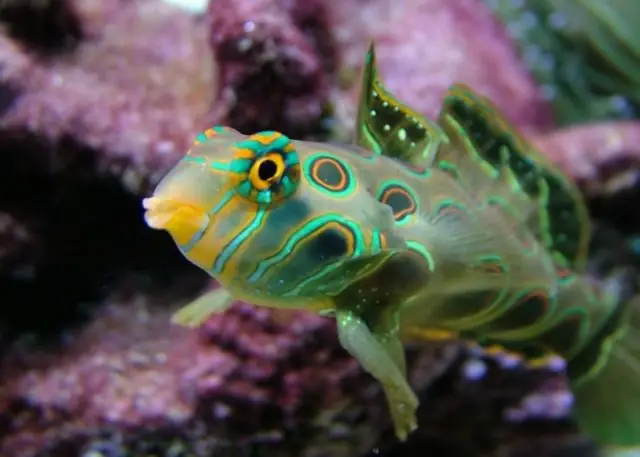 Cá Trạng Nguyên Nước Ngọt: Loài Cá Gì Và Đặc Điểm Sinh Học Ra Sao?