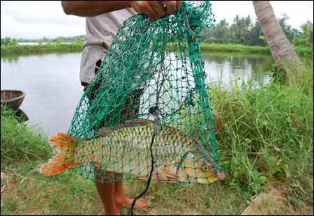 Cá Trãnh Là Cá Gì