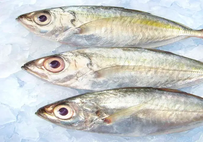 Cá Tráo Mắt To: Đặc Điểm Sinh Học, Sinh Sản Và Các Giai Đoạn Phát Triển