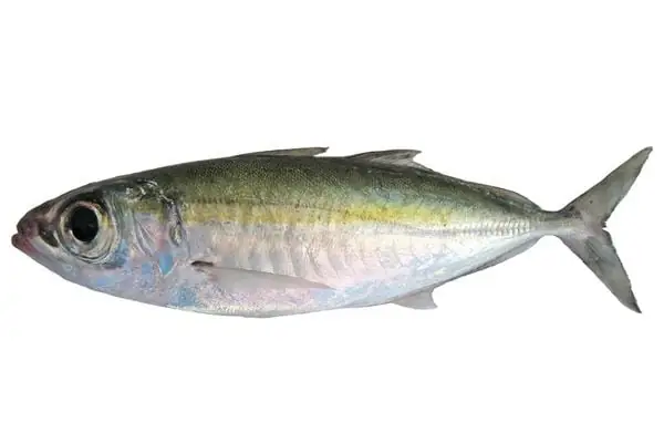 Cá Tráo Mắt To: Đặc Điểm Sinh Học, Sinh Sản Và Các Giai Đoạn Phát Triển