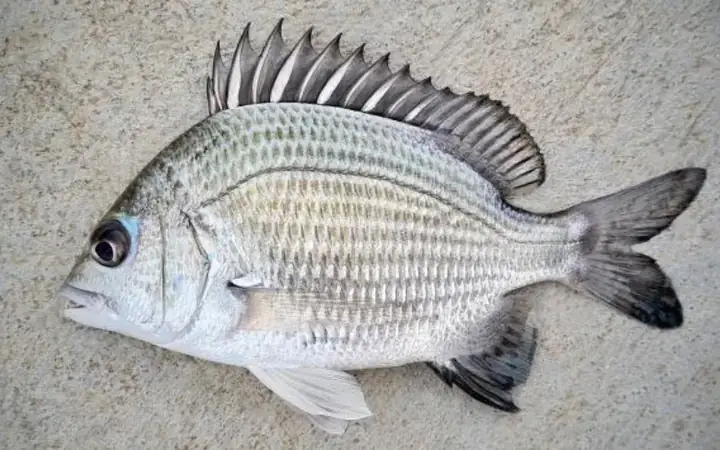 Cá Tráp Sống Ở Đâu? Môi Trường Sống Lý Tưởng Của Chúng