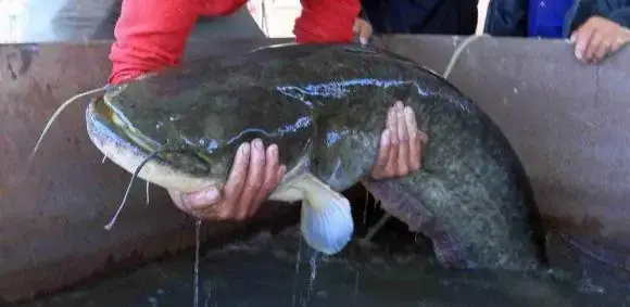 Cá Trê Có Thực Sự Ăn Xác Chết Không?