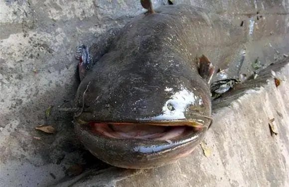 Đặc Điểm Sinh Học Và Môi Trường Sống Của Cá Trê