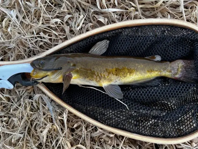 Cá Trê Bị Chết: Nguyên Nhân, Dấu Hiệu Và Cách Xử Lý Khoa Học