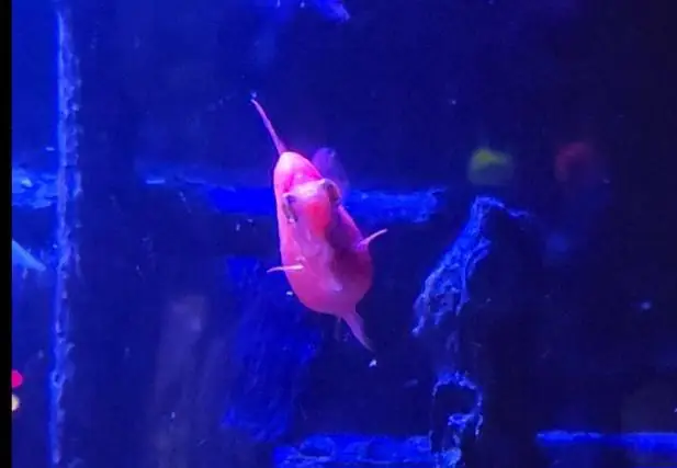 Cá Trê Bị Phình Bụng: Nguyên Nhân, Dấu Hiệu & Cách Điều Trị Hiệu Quả Cá Trê Bị Phình Bụng: Nguyên Nhân, Dấu Hiệu & Cách Điều Trị Hiệu Quả