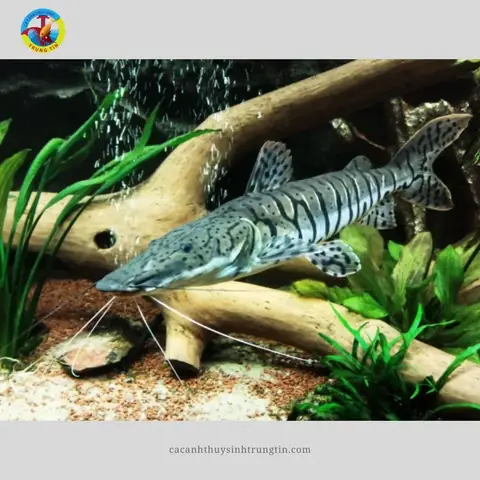 Ảnh Hưởng Đến Hành Vi Và Thói Quen Săn Mồi Của Cá