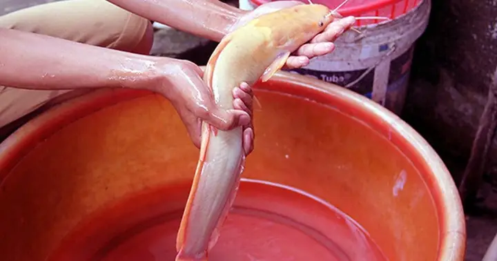 Xôn Xao Loạt Cá Trê “đột Biến” Có Màu Vàng, Hồng Kỳ Lạ Ở Việt Nam ...