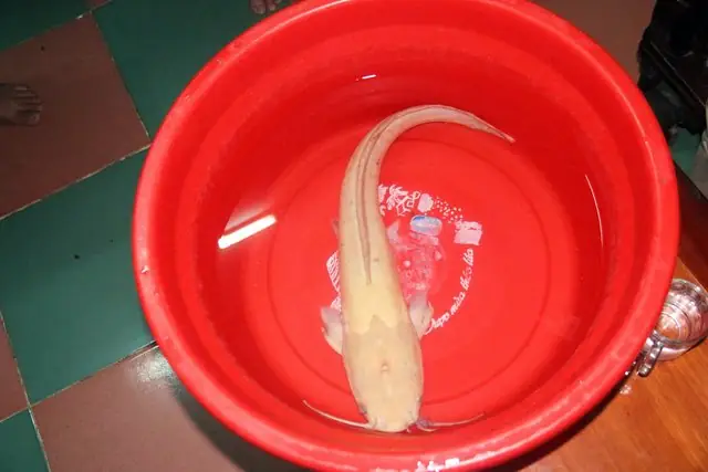 Con Cá Trê Vàng Ở Cà Mau. Ảnh: Vietnamnet