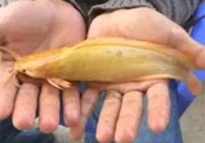 Con Cá Trê Vàng Ở Cà Mau. Ảnh: Vietnamnet