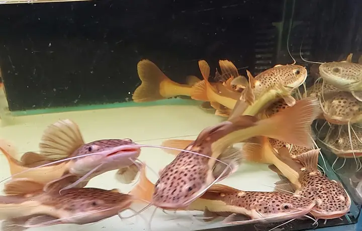 Cá Hồng Vĩ Mỏ Vịt - Cá Trê Hồng Vỹ - Trê Đuôi Đỏ