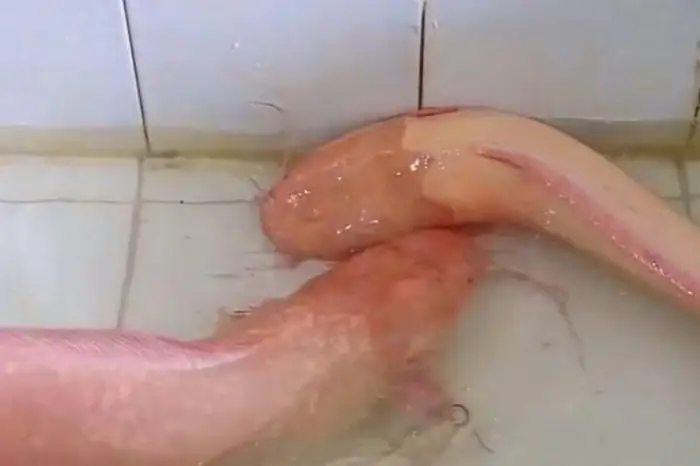 Cận Cảnh Cặp Cá Trê Hồng Hiếm Gặp Được Trả Giá Chục Triệu - Báo Mới