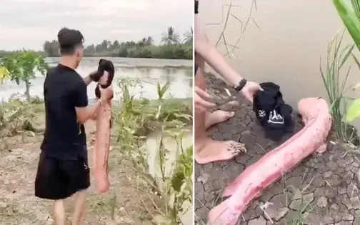 Bắt Được Con Cá Trê Hồng Quý Hiếm, Chàng Trai Sợ Hãi Mang Đi Thả ...