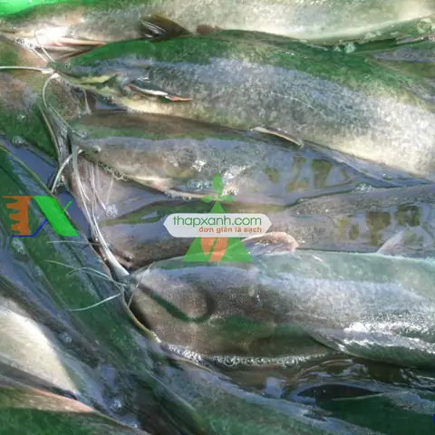 Cá Trên Lai (cá Trê Phi)