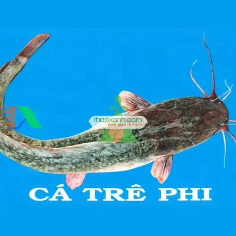 Cá Trên Lai (cá Trê Phi)