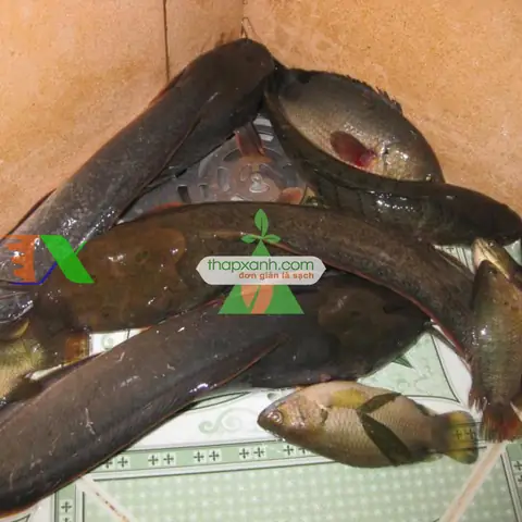 Cá Trên Lai (cá Trê Phi)