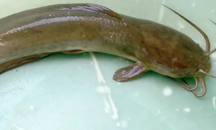 2cá Trê Trắng (clarias Batrachus)