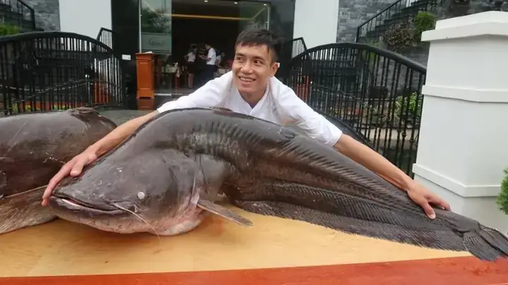 Đặc Điểm Nhận Dạng Của Cá Trê Đồng Miền Bắc