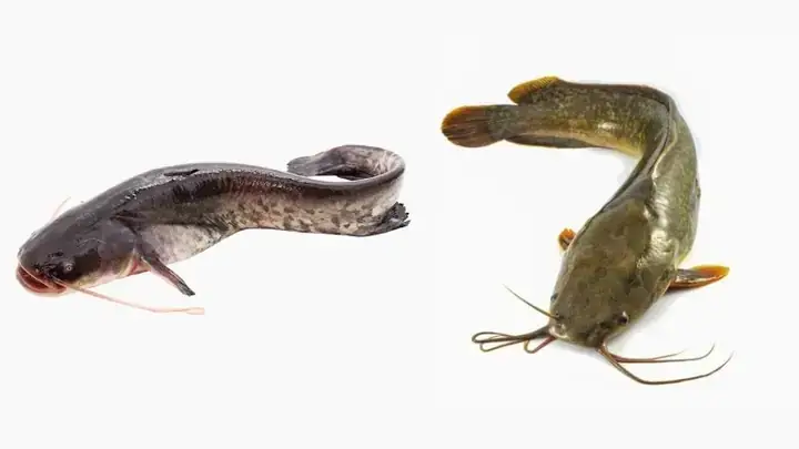 Giá Trị Kinh Tế Và Ẩm Thực Của Cá Trê Tại Miền Bắc