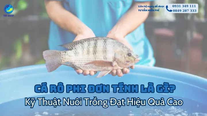 Cá Rô Phi Đơn Tính Là Gì ? Kỹ Thuật Nuôi Trồng Đạt Hiệu Quả Cao