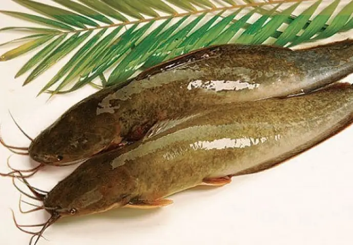 Cá Trê Vàng (clarias Macrocephalus)
