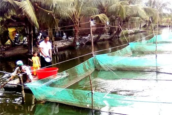 Nuôi 3 Vèo Cá Trê Vàng, Sau 3 Tháng Lời 60 Triệu - Vĩnh Long Online