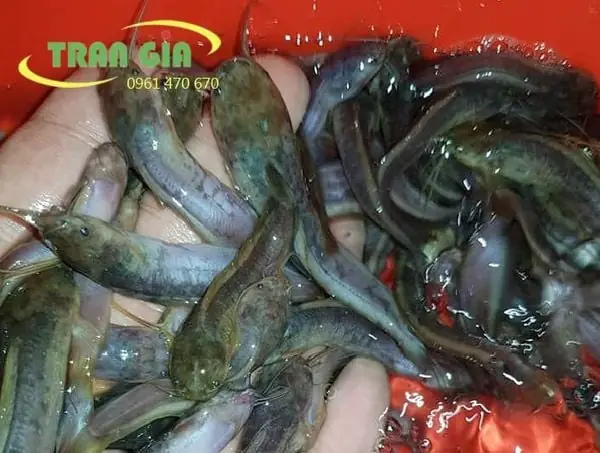 Chọn Giống Cá Trê