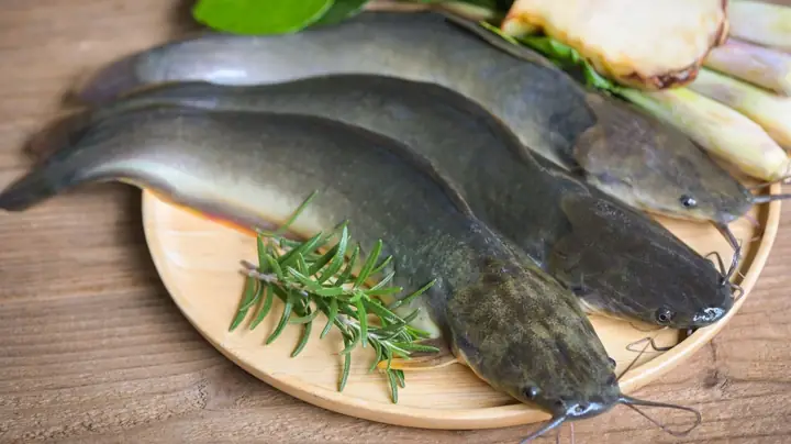 Cá Trê: Giá Trị Dinh Dưỡng Và Những Lợi Ích Với Sức Khỏe
