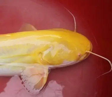 Cá Trê Trắng Cảnh: Loài Cá Gì Và Cách Nuôi Thế Nào?