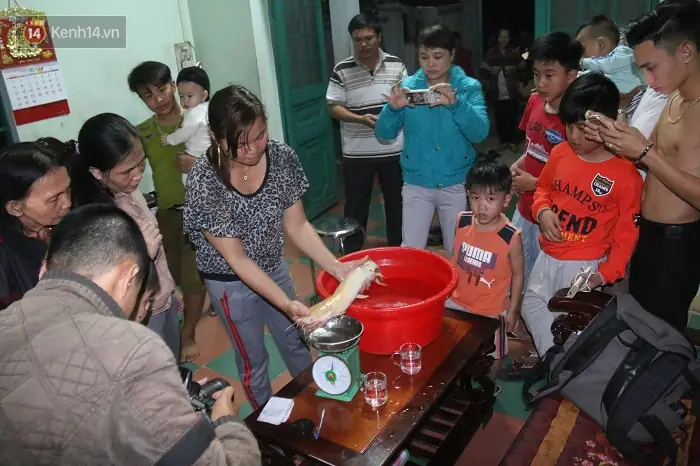 Cá Trê Vàng Quý Hiếm: Loài Cá Đột Biến Hay Báu Vật Của Tự Nhiên?