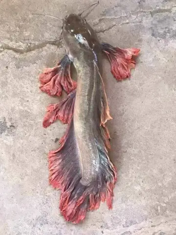 Cá Trê Vây Đỏ: Đặc Điểm, Môi Trường Sống Và Cách Nuôi Hiệu Quả