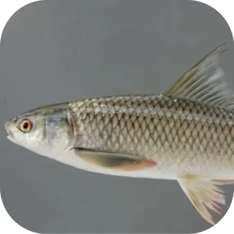 Cá Trôi Dị Gan: Nguyên Nhân, Triệu Chứng Và Cách Điều Trị Hiệu Quả