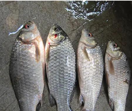 Chuyên Bán Buôn, Bán Lẻ Cá Trôi Cho Nhà Hàng, Quán Ăn Giá Rẻ Tại Hà Nội