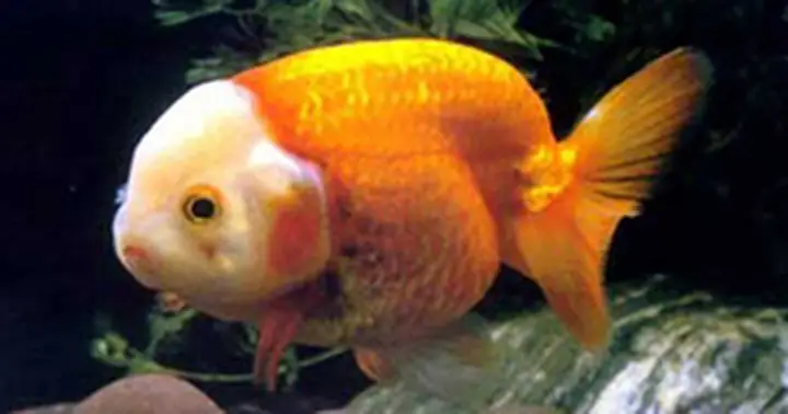 Cá - Biểu Tượng Mạnh Nhất Về Thịnh Vượng