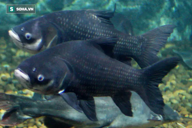 Cá Trong Sách Đỏ: Hành Trình Cứu Nguy Những Loài Cá Quý Hiếm