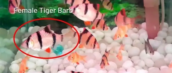 Cá Tứ Vân Trống Mái: Cách Phân Biệt Giới Tính Và Kỹ Thuật Nuôi Hiệu Quả