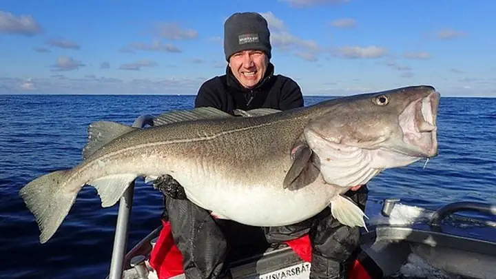 Cá Tuyết Bắc Cực: Siêu Thực Phẩm Từ Đại Dương Lạnh Giá