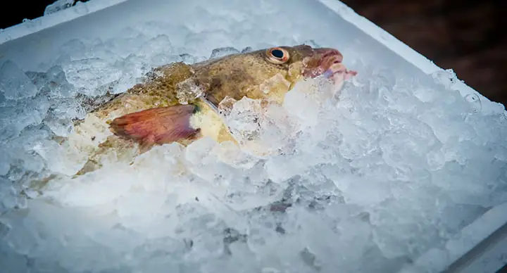 Iceland: Giá Cá Tuyết, Cá Tuyết Chấm Đen Phục Hồi Ở Tuần 42 Iceland: Giá Cá Tuyết, Cá Tuyết Chấm Đen Phục Hồi Ở Tuần 42