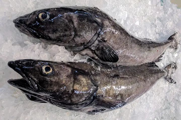 Cá Tuyết Đen Có Gì Khác Với Cá Tuyết Thông Thường? Cá Tuyết Đen Có Gì Khác Với Cá Tuyết Thông Thường?