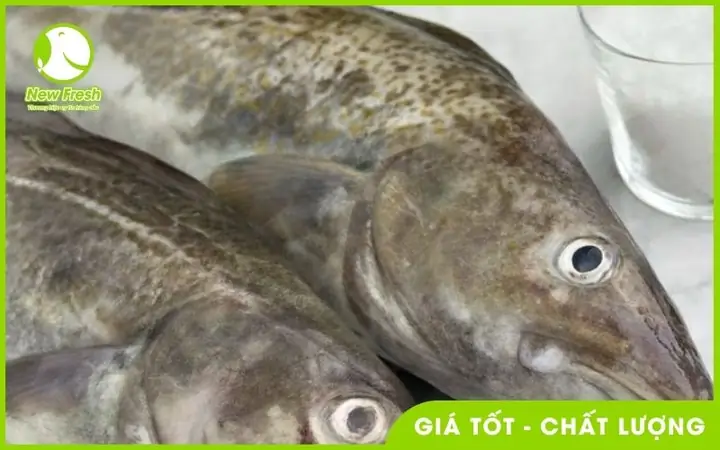 Cá Tuyết Nhật Bản