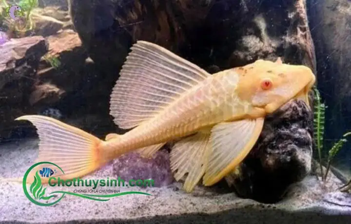 Cá Tỳ Bà Albino Cá Tỳ Bà Albino