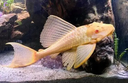 Cá Tỳ Bà Albino: Sinh Vật Huyền Bí Dưới Lòng Sông Cá Tỳ Bà Albino: Sinh Vật Huyền Bí Dưới Lòng Sông