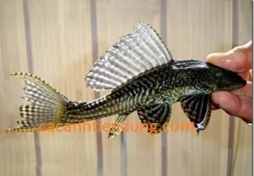 Giới Thiệu Cá Dọn Bể Lâu Bể Tỳ Bà Giới Thiệu Cá Dọn Bể Lâu Bể Tỳ Bà